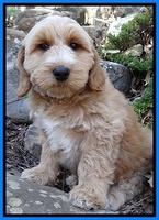 Rina Reagan pups 9 wks old 2 027