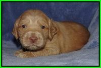 Rina Reagan pups 3 weeks old 096
