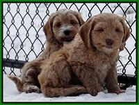 Rina Reagan pups 7 wks old 461