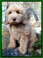 Rina Reagan pups 9 wks old 1 010