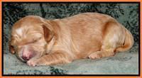 Rina REagan pups 1 wk old 3332