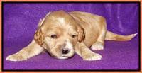 Rina REagan pups 2 wks old 241