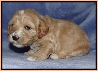 Rina Reagan pups 3 weeks old 103