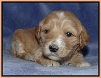 Rina Reagan pups 3 weeks old 105