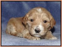 Rina Reagan pups 3 weeks old 107