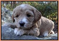 Rina Reagan pups 4 wks old 361