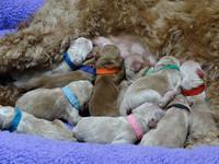 Rina new born 7111