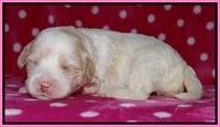 Sparkle TExas pups 2 wks old 014