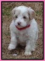 Sparkle TExas pups 5 wks old 441