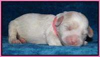 Sparkle Texas pups 1 wk old #1 002