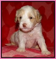 Sparkle Texas pups 4 weeks old 11