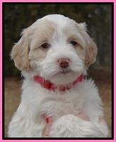 Sparkle Texas pups 6 wks old 401