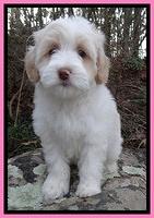 Sparkle Texas pups 8 weeks old 4 025