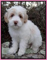 Sparkle Texas pups 8 weeks old 4 030