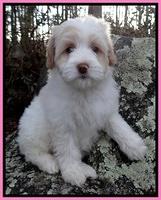 Sparkle Texas pups 8 weeks old 4 032