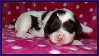 Sparkle TExas pups 2 wks old 023