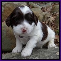 Sparkle Texas pups 3 wks old 61
