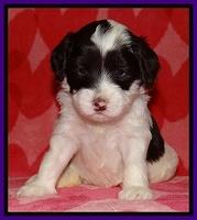 Sparkle Texas pups 4 weeks old 61