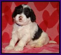 Sparkle Texas pups 4 weeks old 71