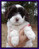 Sparkle Texas pups 6 wks old 11