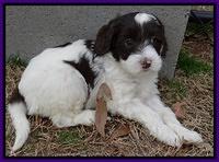 Sparkle Texas pups 6 wks old 51
