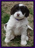 Sparkle Texas pups 6 wks old 61