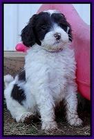 Sparkle Texas pups 7 wks old 441