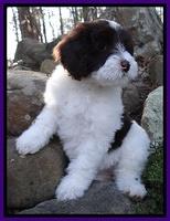 Sparkle Texas pups 8 wks old 25