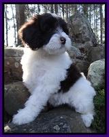 Sparkle Texas pups 8 wks old 35