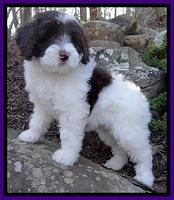 Sparkle Texas pups 8 wks old 45