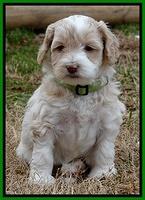 Sparkle TExas pups 5 wks old 241