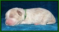 Sparkle Texas pups 1 wk old #1 016