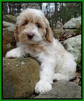 Sparkle Texas pups 8 weeks old 2 034