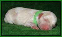 Sparkle Texas pups newborn 141
