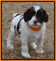 Sparkle TExas pups 5 wks old 141