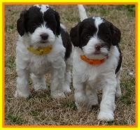 Sparkle TExas pups 5 wks old 151