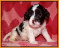 Sparkle Texas pups 4 weeks old 123