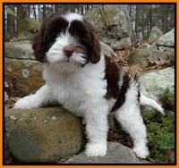 Sparkle Texas pups 8 weeks old 2 027