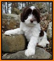 Sparkle Texas pups 8 wks old 3 002
