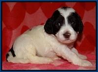 Sparkle Texas pups 4 weeks old 181