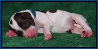 Sparkle Texas pups newborn 201