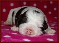 Sparkle TExas pups 2 wks old 082