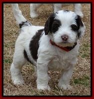 Sparkle TExas pups 5 wks old 411
