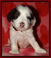 Sparkle Texas pups 4 weeks old 191