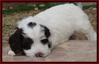 Sparkle Texas pups 6 wks old 141