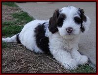 Sparkle Texas pups 7 wks old 121