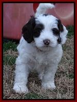 Sparkle Texas pups 7 wks old 91