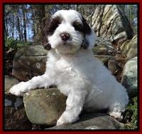 Sparkle Texas pups 8 weeks old 2 010