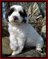 Sparkle Texas pups 8 weeks old 2 013