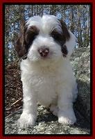 Sparkle Texas pups 8 weeks old 2 017_2